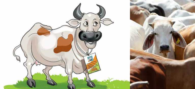 Now AADHAR Number For The Cow Too, 40 Million Cows to Get AADHAR Like Number In The First Phase, Spending 50 Crores from Government Treasury